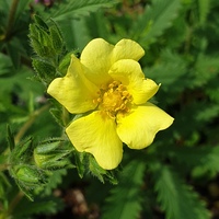 Potentilla recta var. sulphurea